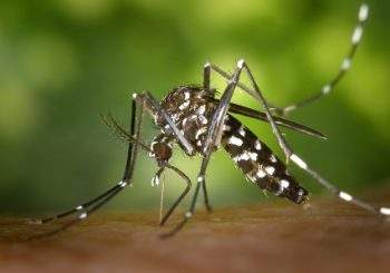 Mobilisation pour lutter contre la prolifération du moustique tigre