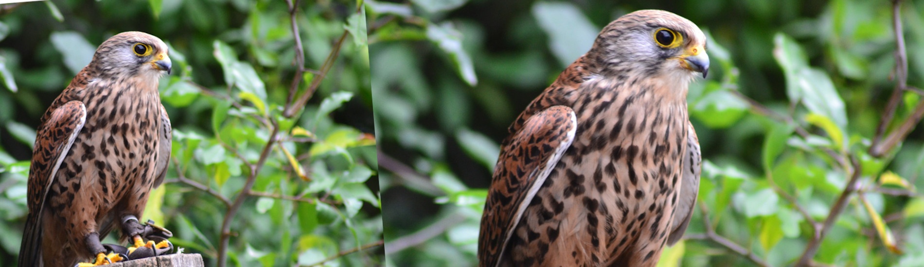Oiseau Faucon brun dans la nature et la foret de Faucon en Provence Vaucluse